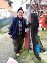Edirne'de Dev Yayın Balığı: 77 Kilo!